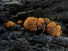 Amphilogia gyrosa