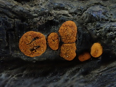 Amphilogia gyrosa