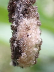 Hamadruas hieroglyphica