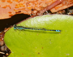 Austroagrion exclamationis