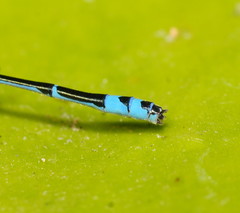 Austroagrion exclamationis