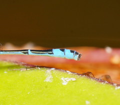 Austroagrion exclamationis