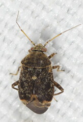 Charagochilus