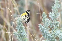 Belenois creona severina