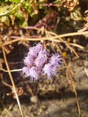 Conoclinium dissectum