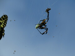 Trichonephila senegalensis