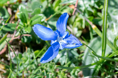 Gentiana verna