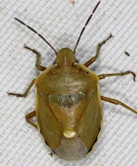 Chlorochroa juniperina