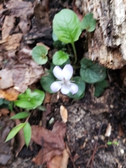 Viola