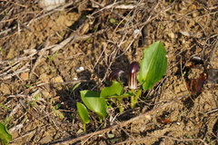 Arisarum