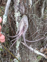 Tillandsia paucifolia