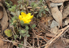 Hibbertia crinita