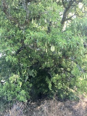 Phytolacca dioica