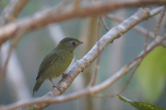 Chiroxiphia caudata