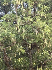Phytolacca dioica