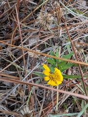 Helenium pinnatifidum