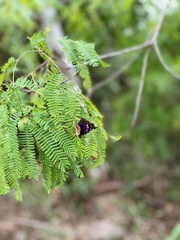 Doxocopa