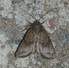 Protorthodes incincta