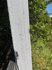 Amphipsalta