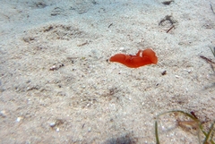 Gastropteron rubrum
