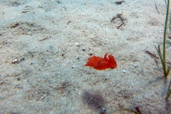 Gastropteron rubrum