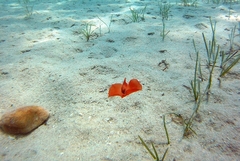 Gastropteron rubrum