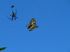Trichonephila senegalensis