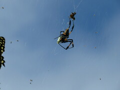 Trichonephila senegalensis