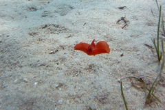 Gastropteron rubrum