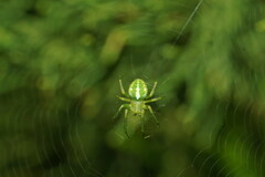 Araneus circulissparsus