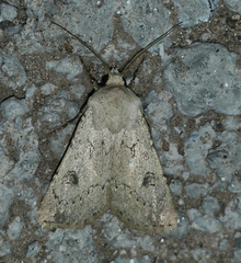 Agrotis vetusta