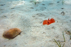 Gastropteron rubrum