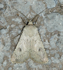 Agrotis vetusta