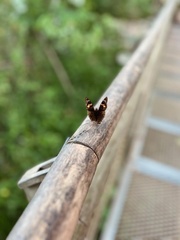 Doxocopa