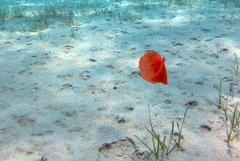 Gastropteron rubrum