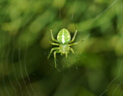 Araneus circulissparsus