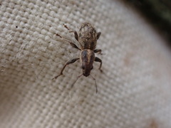 Andrion regensteinense