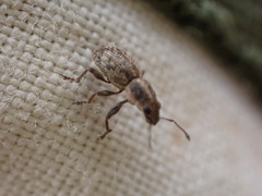 Andrion regensteinense