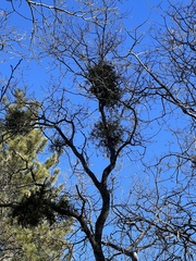 Phoradendron villosum