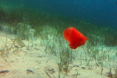 Gastropteron rubrum