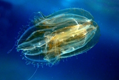 Leucothea multicornis