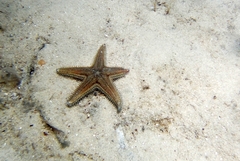Astropecten