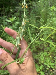 Crotalaria lanceolata