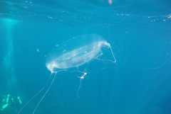 Aequorea forskalea