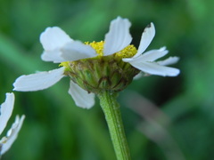 Tanacetum corymbosum