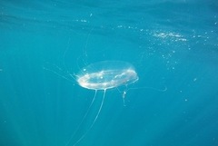 Aequorea forskalea