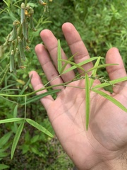 Crotalaria lanceolata