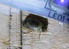 Berosus