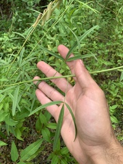 Crotalaria lanceolata