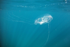 Aequorea forskalea